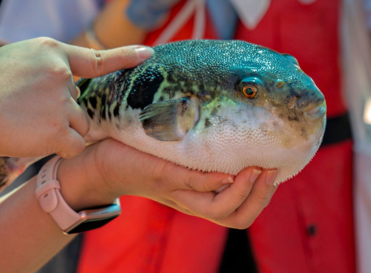 Takifugu rubripes