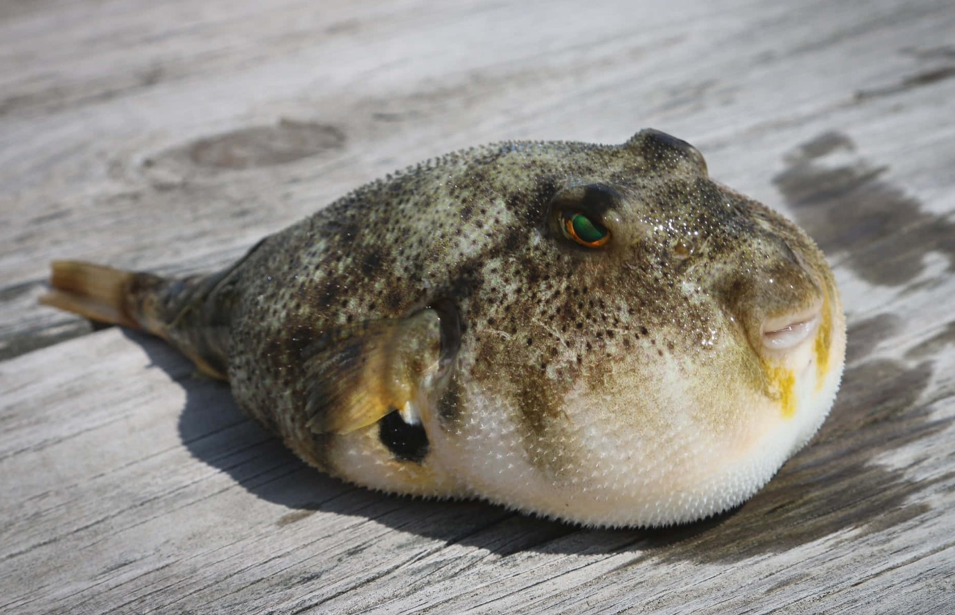 Takifugu rubripes