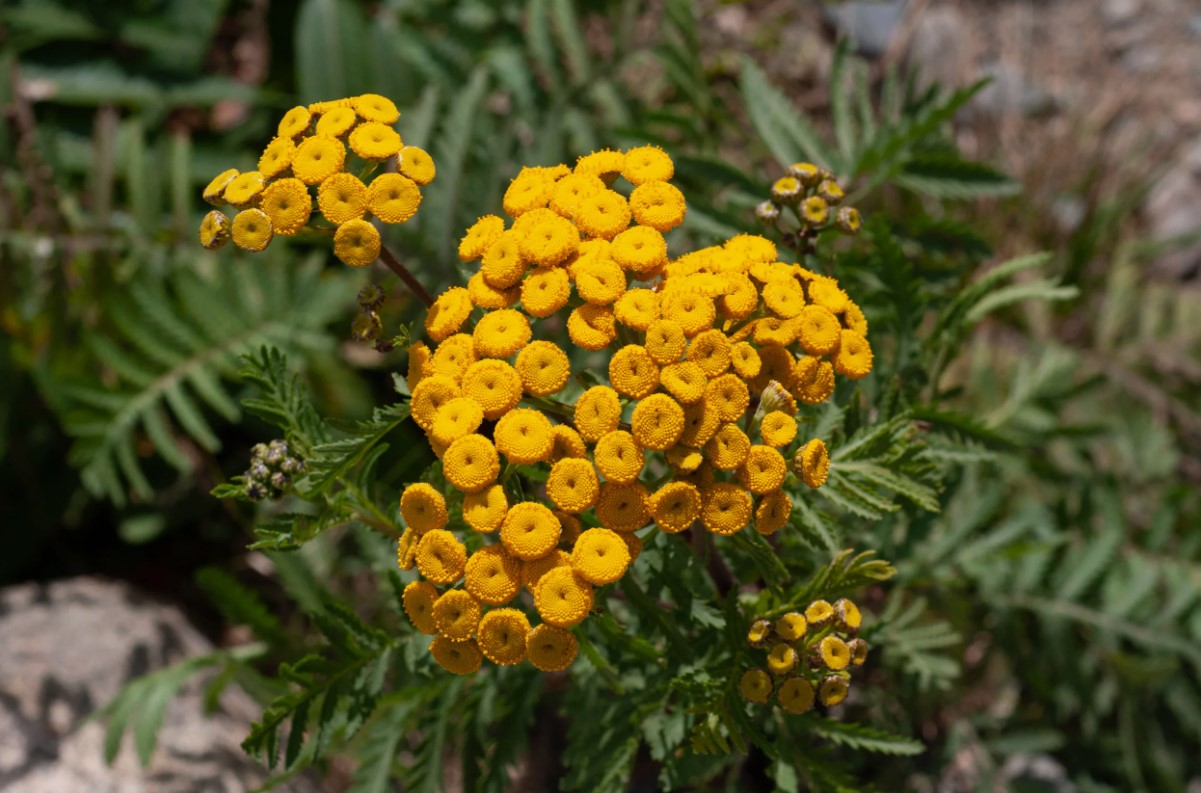 Tanacetum vulgare