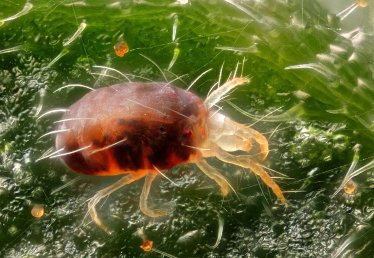 Den værste skadedyr for agurker og courgetter er allerede på vej. Du kan nemt genkende den og fjerne den uden kemikalier