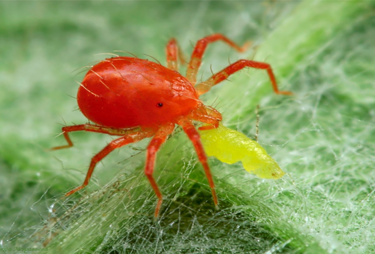 Tetranychus urticae