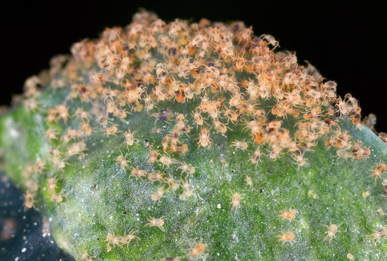 Tetranychus urticae