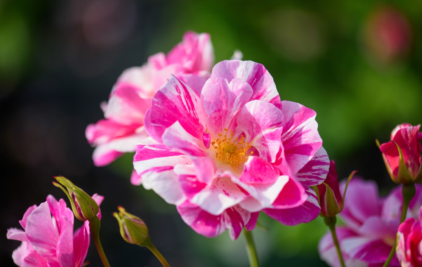 The King's Rose