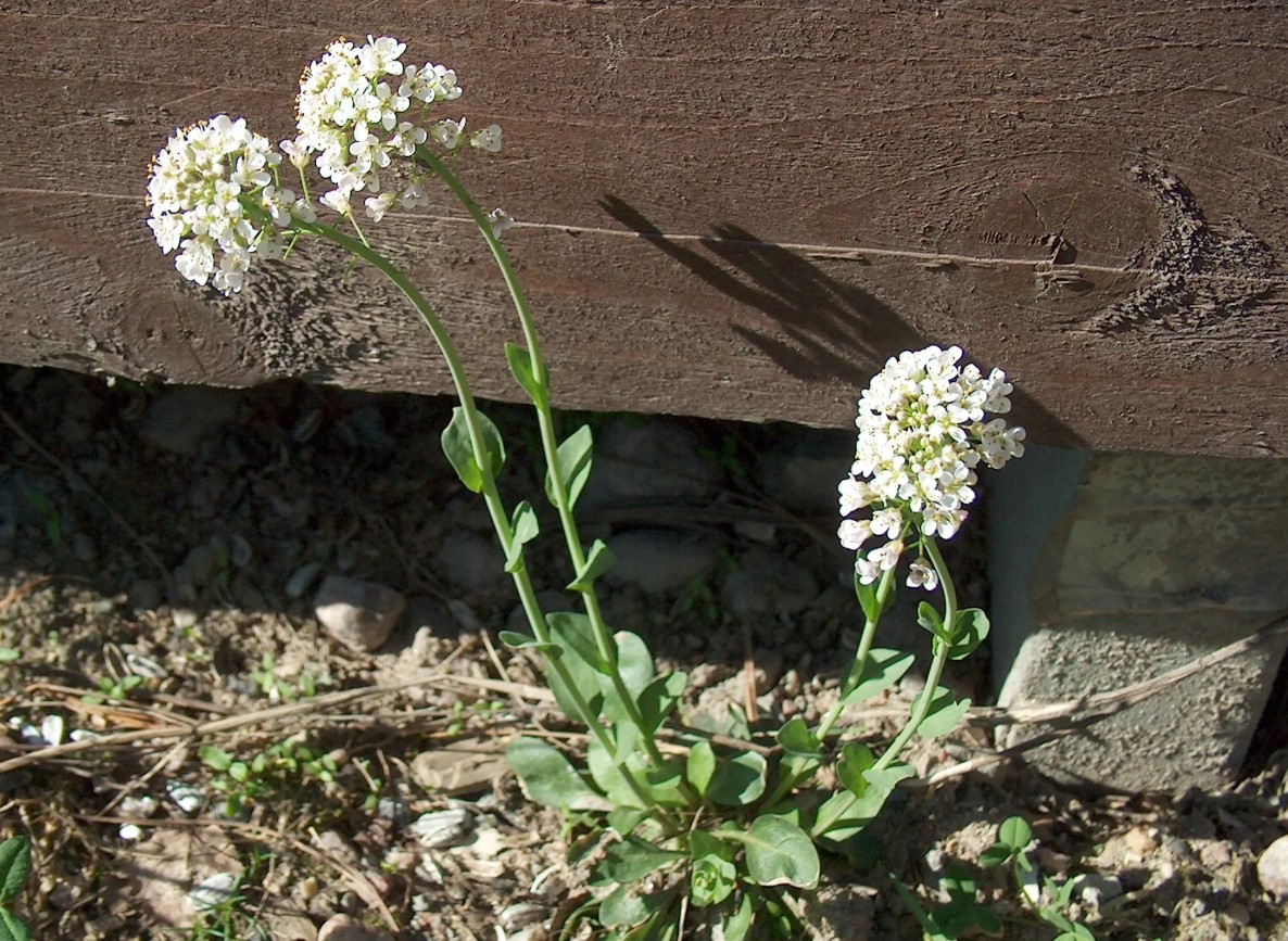 Thlaspi caerulescens