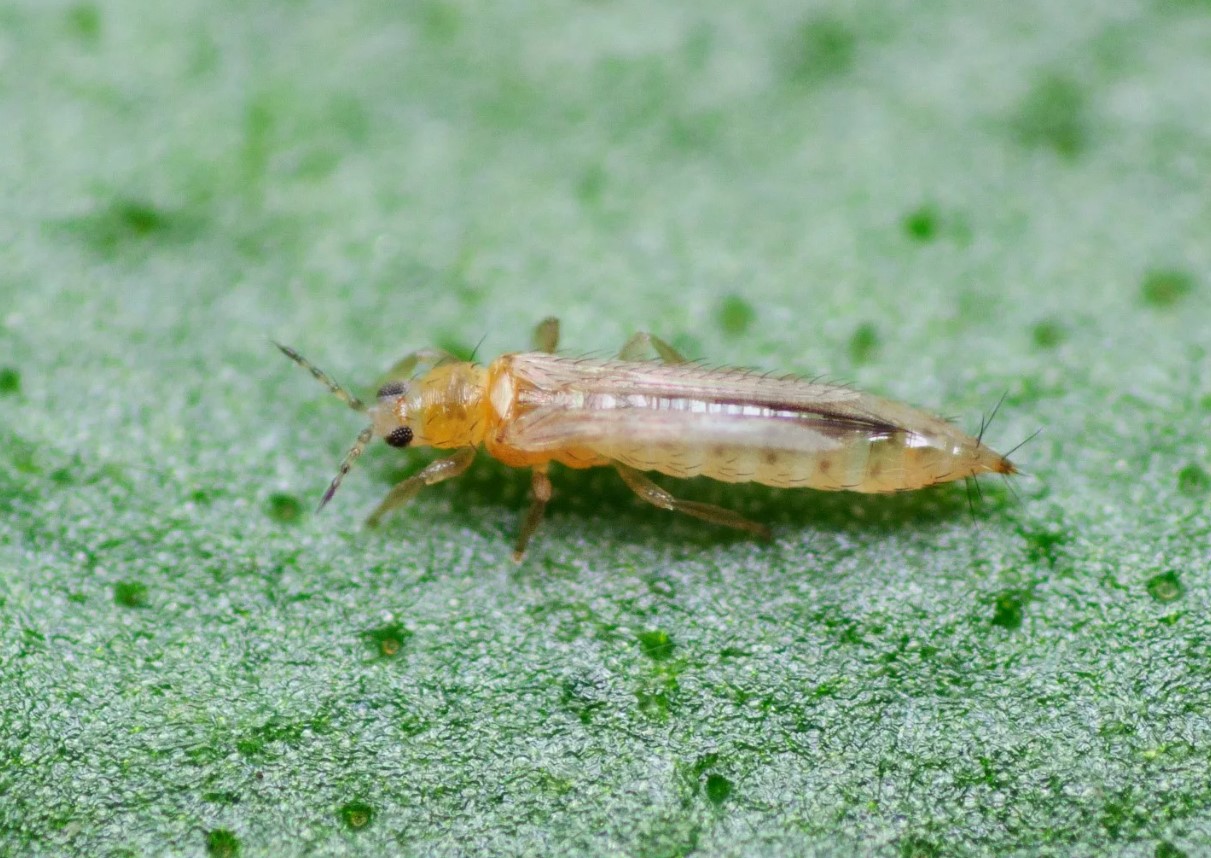 Thrips