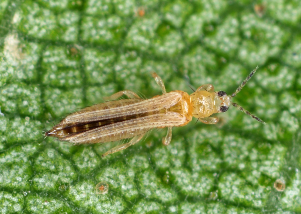Thrips