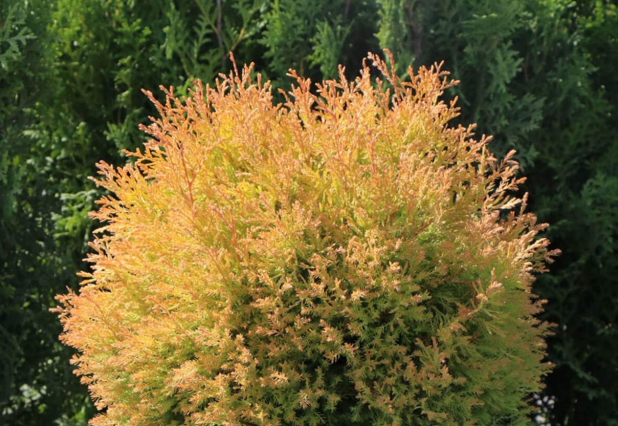 Måske det bedste plant til en levende hæk... Thuja: tips mod brune skud