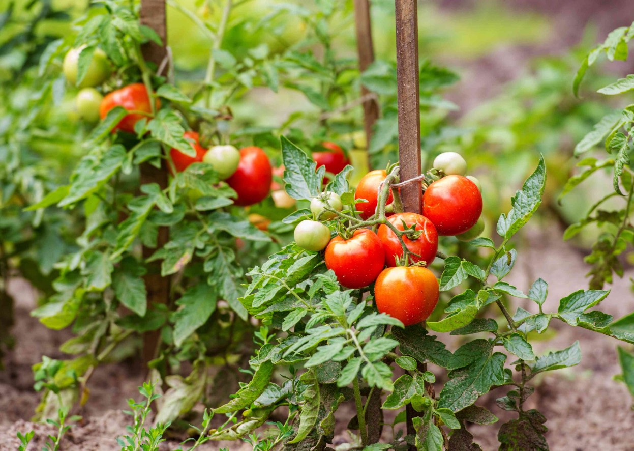 For at tomaterne ikke taber deres blomster i varmen: jeg blander 3 ingredienser efter en gammel metode — hele klasen bliver drysset med blandingen