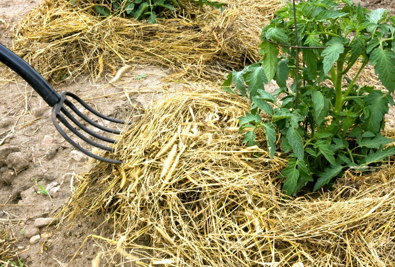 Tomater bliver større og sundere i juni, hvis de får en almindelig haveingrediens