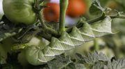 Hvad skal man gøre ved larver på sine grøntsager: 5 eksperttips