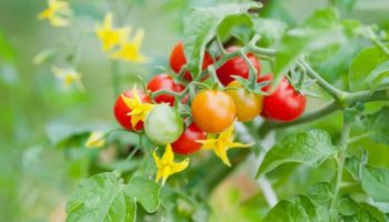 Hvorfor taber tomater deres blomster? En enkel havearbejdsmetode, der forhindrer tomatblomster i at falde af