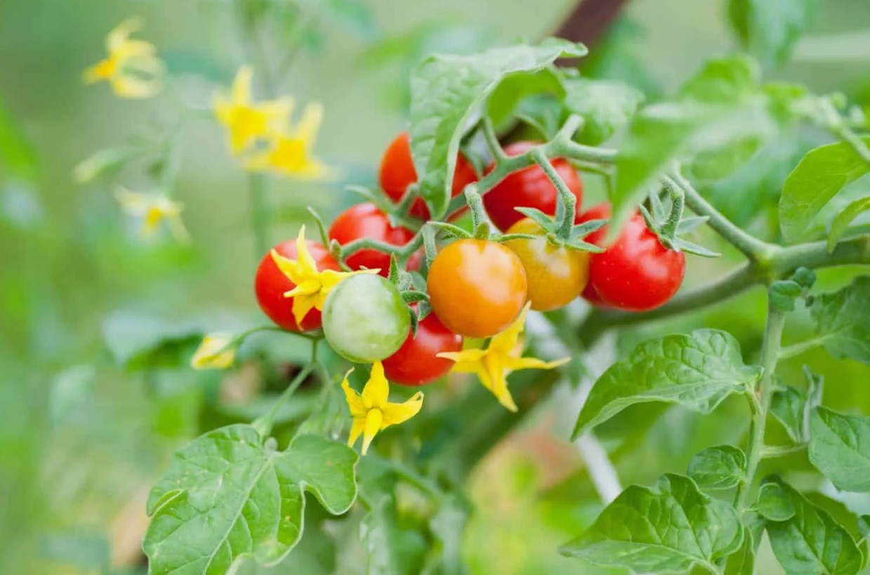 Hvorfor taber tomater deres blomster? En enkel havearbejdsmetode, der forhindrer tomatblomster i at falde af