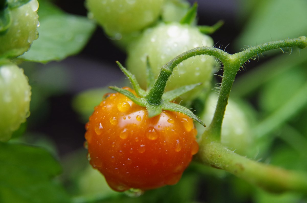Hvorfor taber tomater deres blomster? En enkel havearbejdsmetode, der forhindrer tomatblomster i at falde af