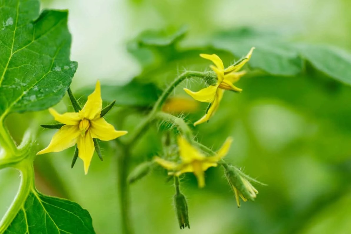 Hvorfor taber tomater deres blomster? En enkel havearbejdsmetode, der forhindrer tomatblomster i at falde af