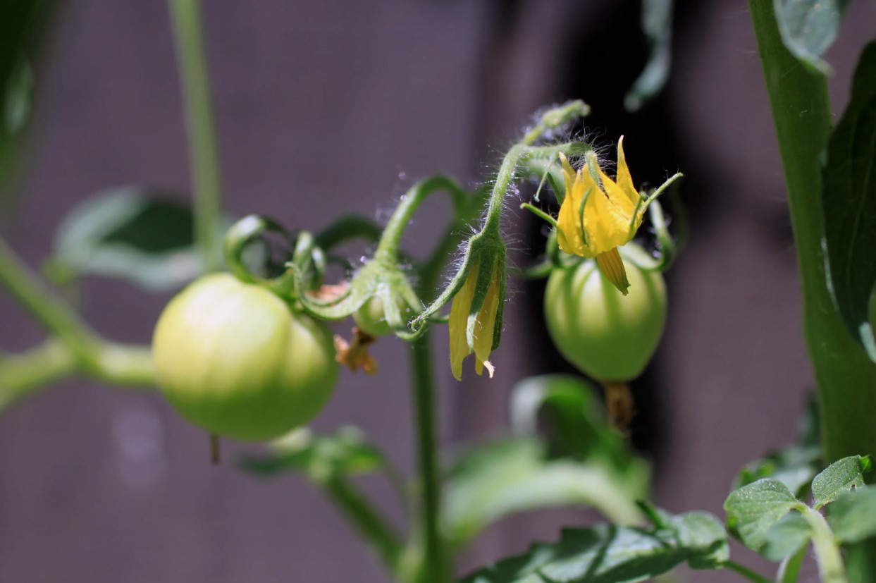 Hvorfor taber tomater deres blomster? En enkel havearbejdsmetode, der forhindrer tomatblomster i at falde af
