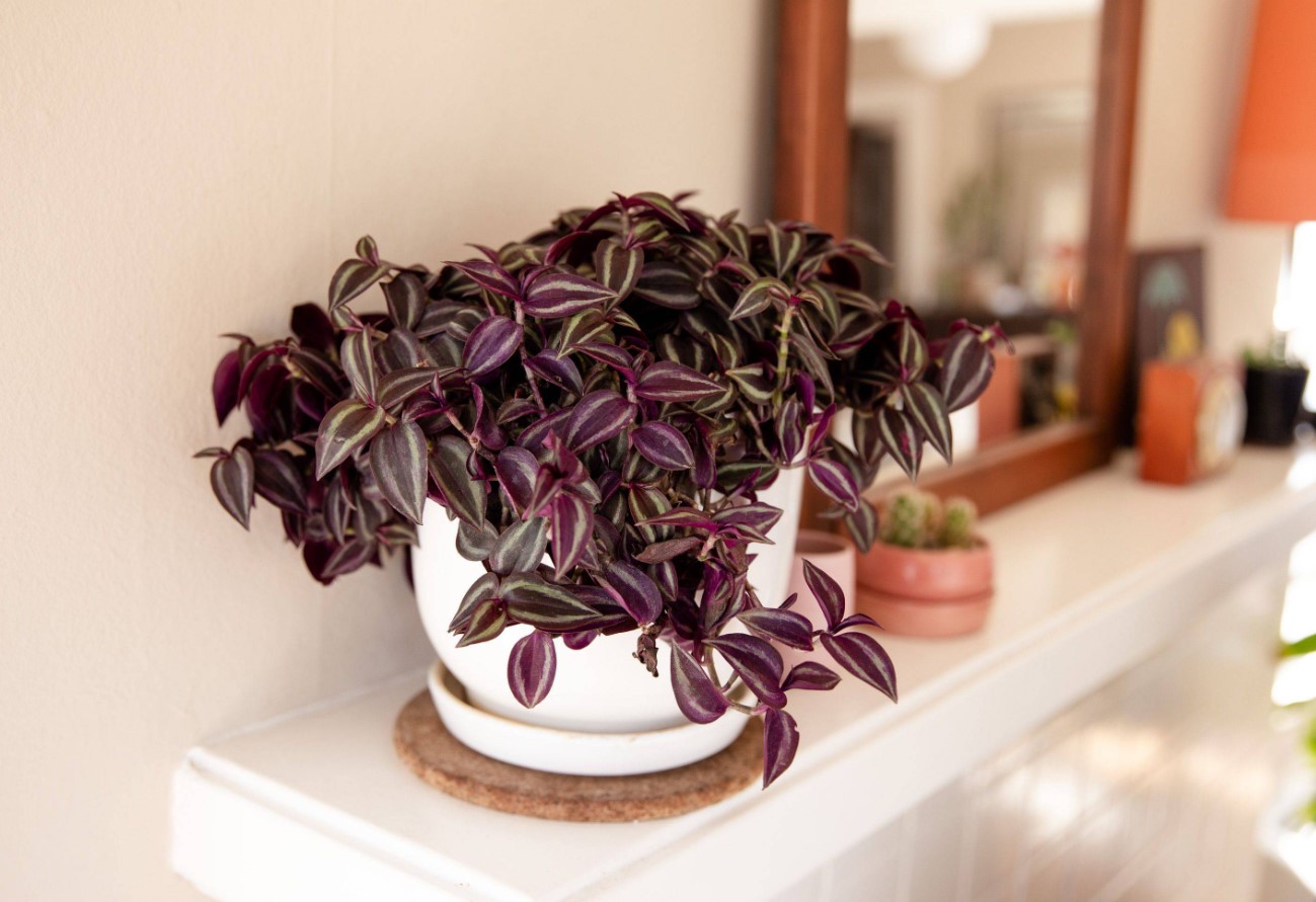 Tradescantia