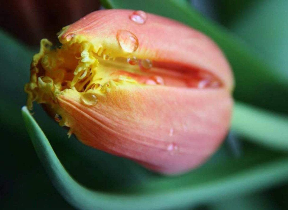 Tulipanerne er visnet, men jeg rører dem ikke med det samme. Jeg vil dele en hemmelighed om, hvad man kan gøre, så løgene ikke rådner, og man senere kan plukke blomster i store buketter.
