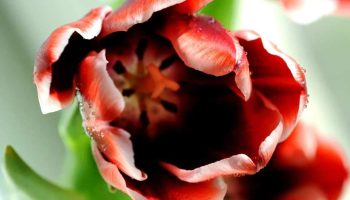 Tulipanerne er visnet, men jeg rører dem ikke med det samme. Jeg vil dele en hemmelighed om, hvad man kan gøre, så løgene ikke rådner, og man senere kan plukke blomster i store buketter.