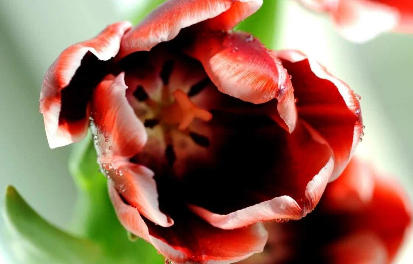 Tulipanerne er visnet, men jeg rører dem ikke med det samme. Jeg vil dele en hemmelighed om, hvad man kan gøre, så løgene ikke rådner, og man senere kan plukke blomster i store buketter.