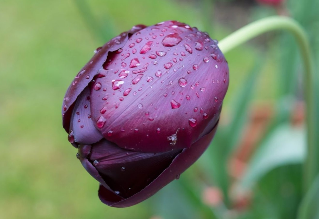 Tulipanerne er visnet, men jeg rører dem ikke med det samme. Jeg vil dele en hemmelighed om, hvad man kan gøre, så løgene ikke rådner, og man senere kan plukke blomster i store buketter.