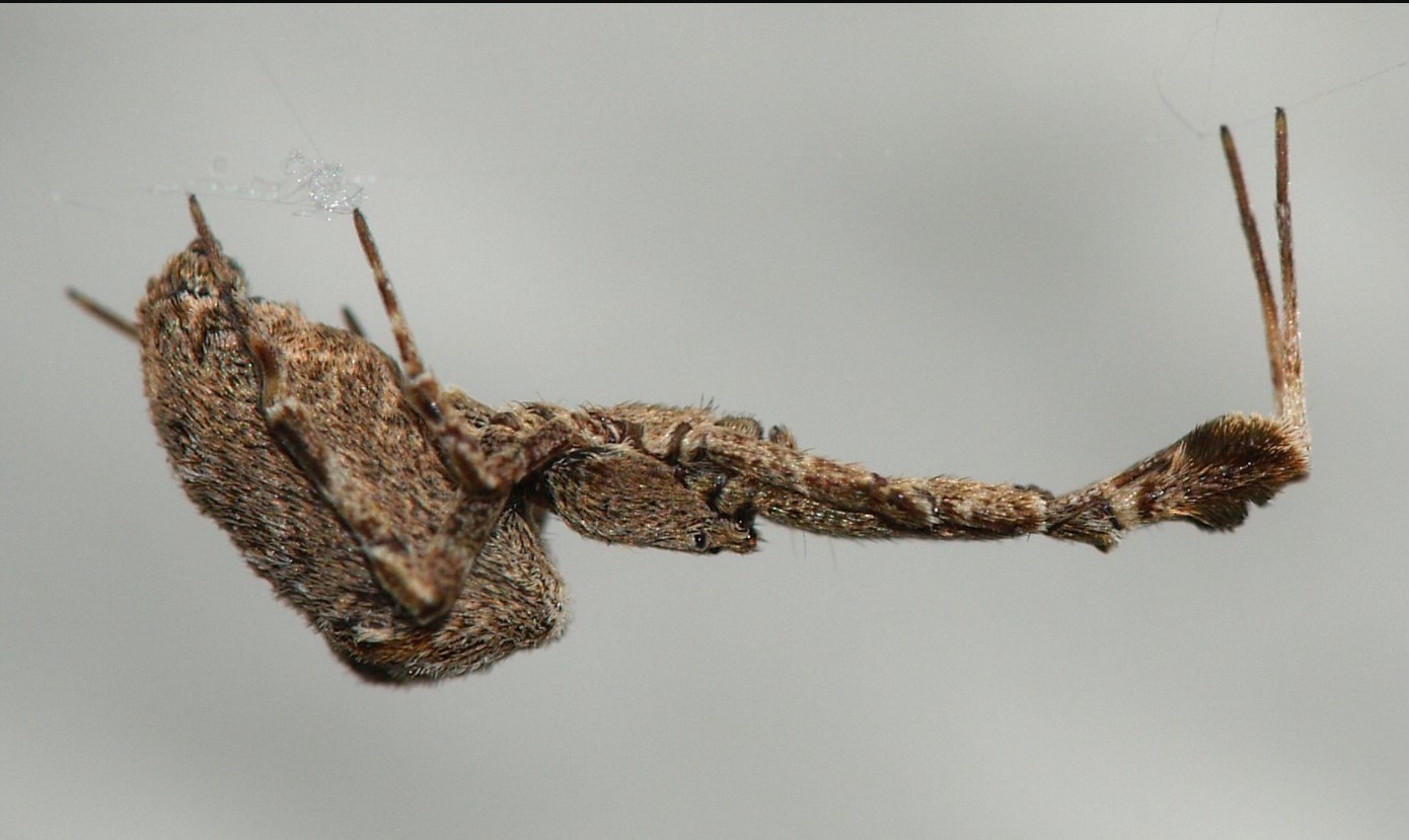 Uloborus plumipes