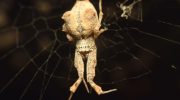 Uloborus plumipes