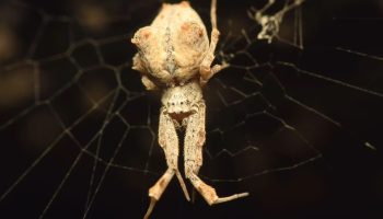 Uloborus plumipes