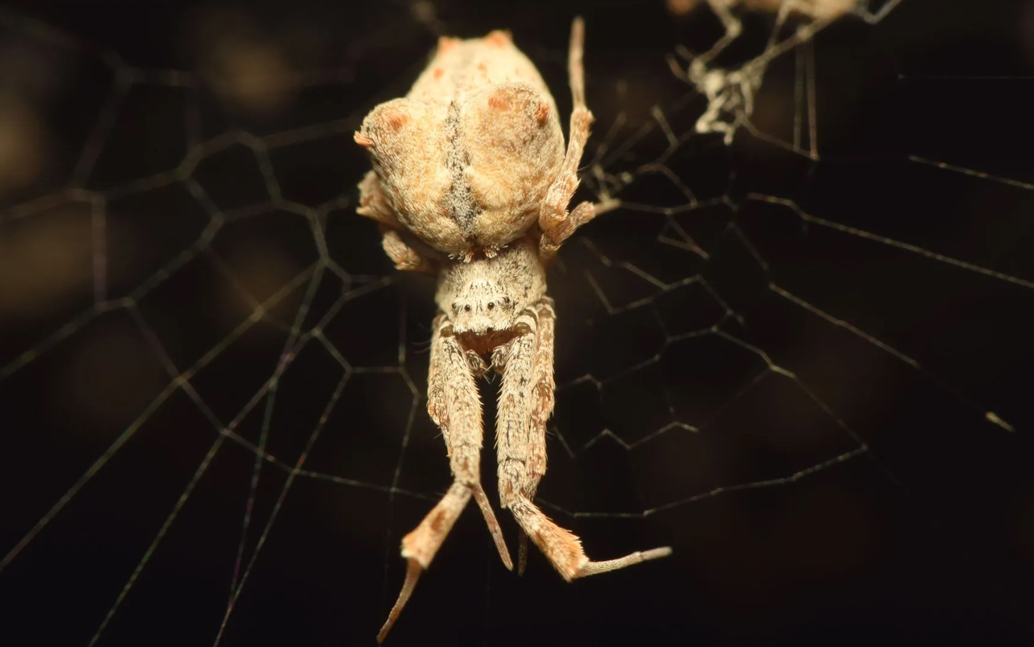 Uloborus plumipes