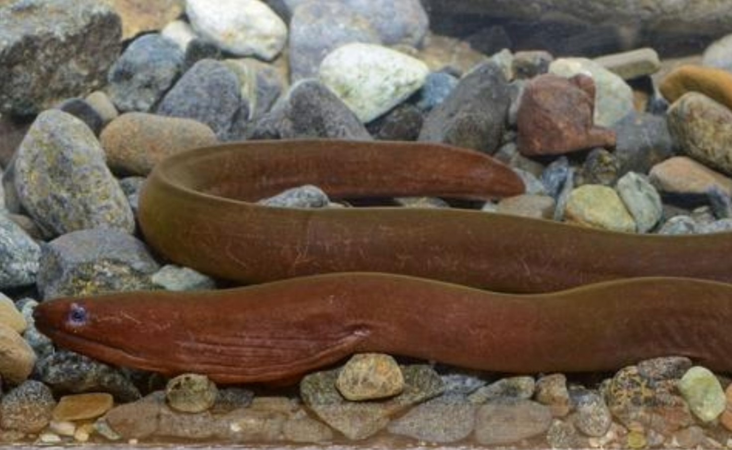 Uropterygius hades