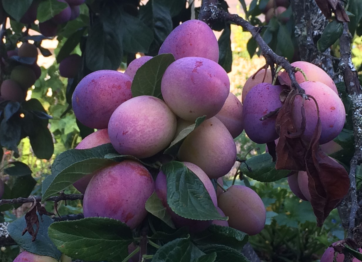 Victoria Plum Tree