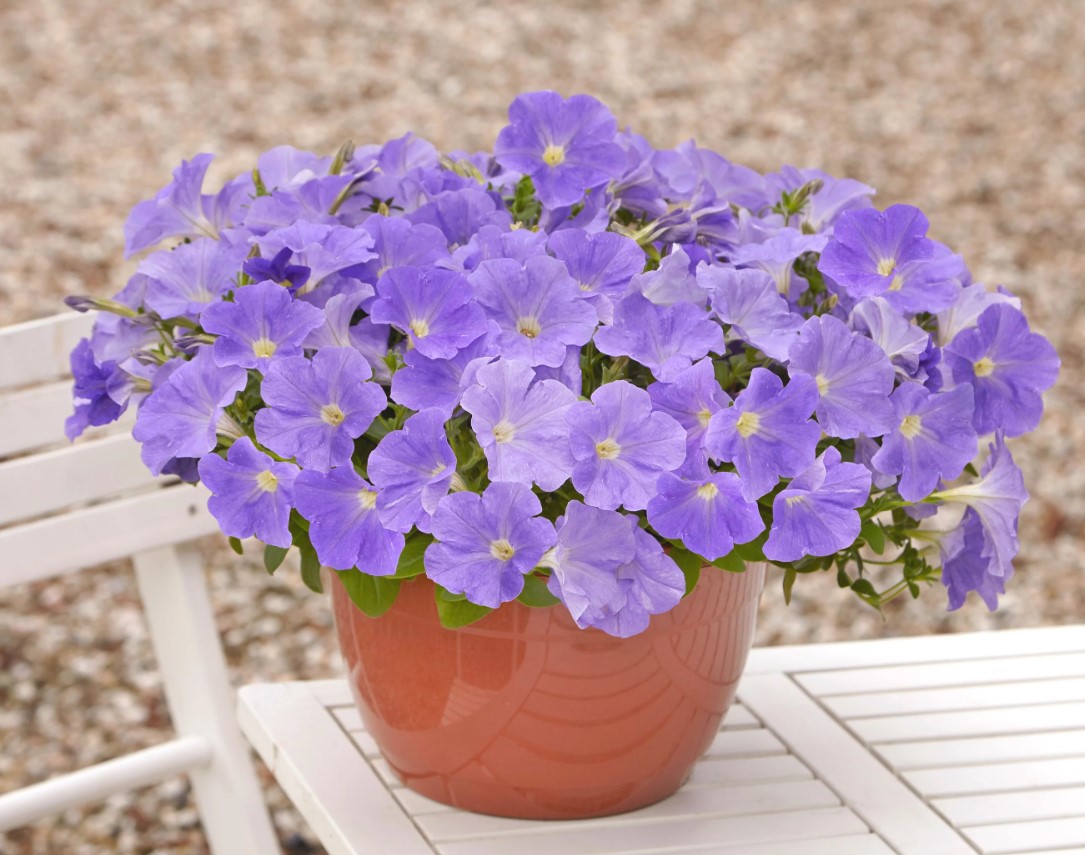 Denne bedst sælgende petunia har skabt bølger i vores haver i 30 år