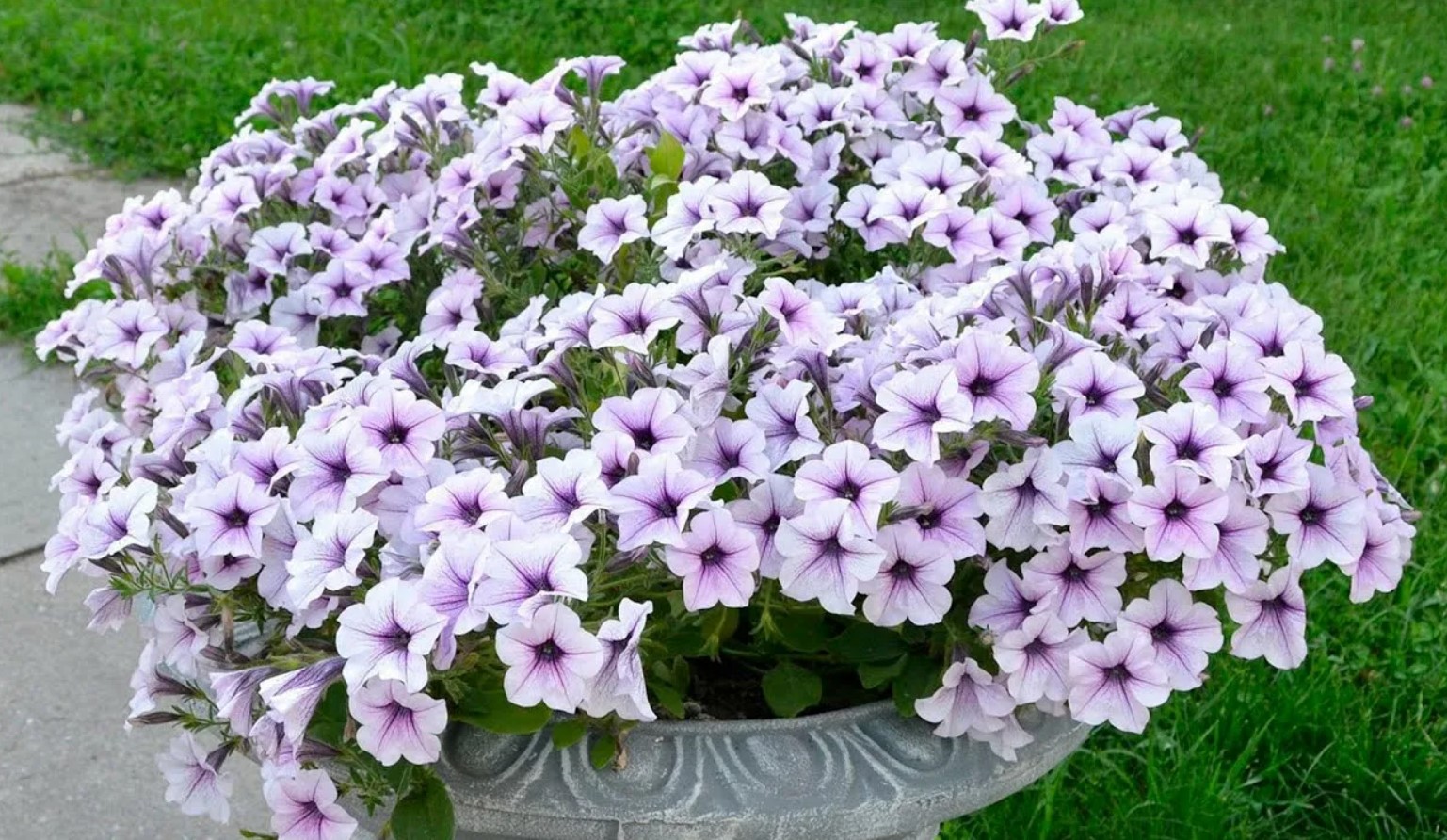 Denne bedst sælgende petunia har skabt bølger i vores haver i 30 år