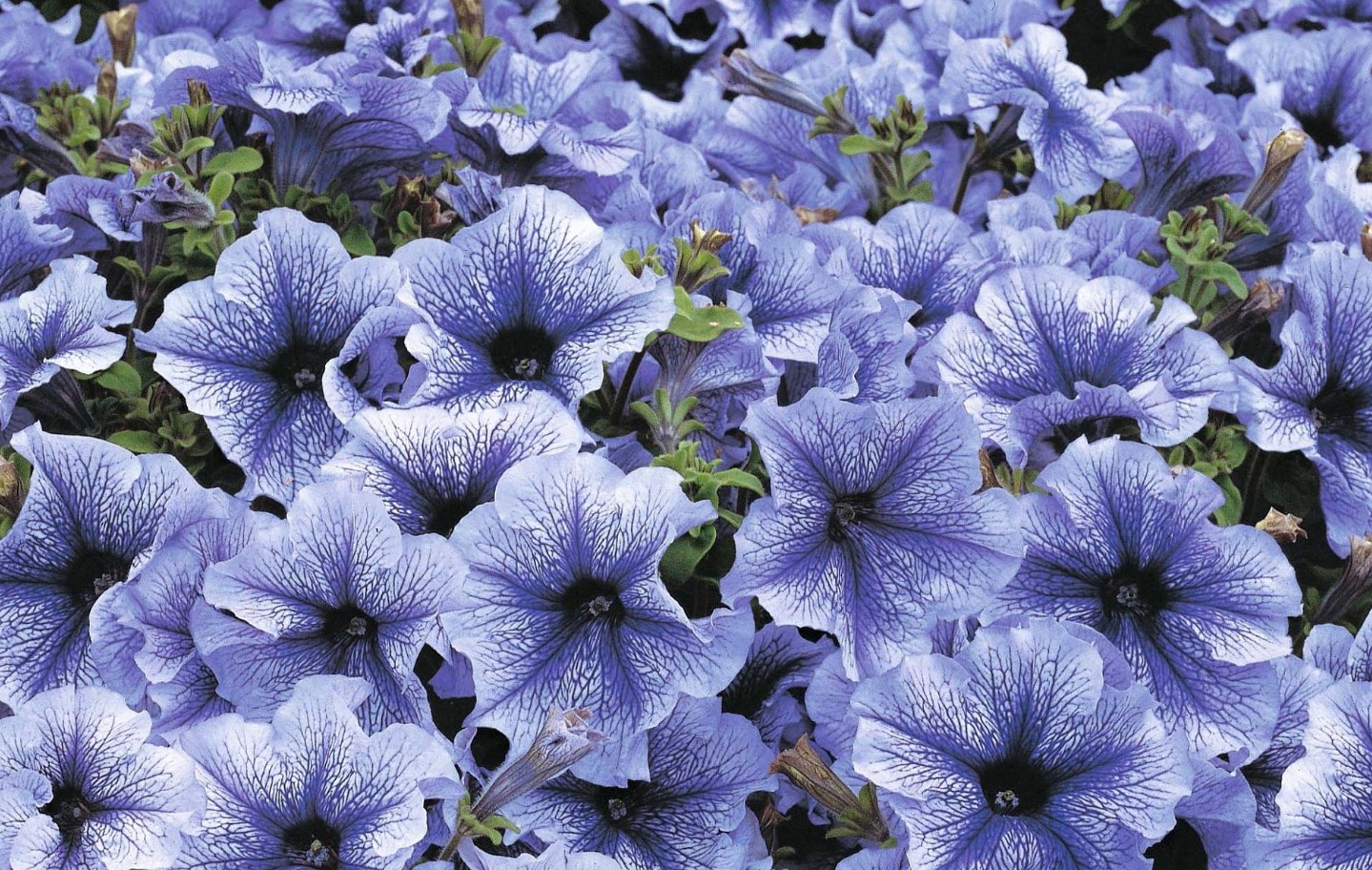 Denne bedst sælgende petunia har skabt bølger i vores haver i 30 år