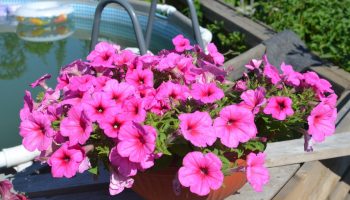 Denne bedst sælgende petunia har skabt bølger i vores haver i 30 år