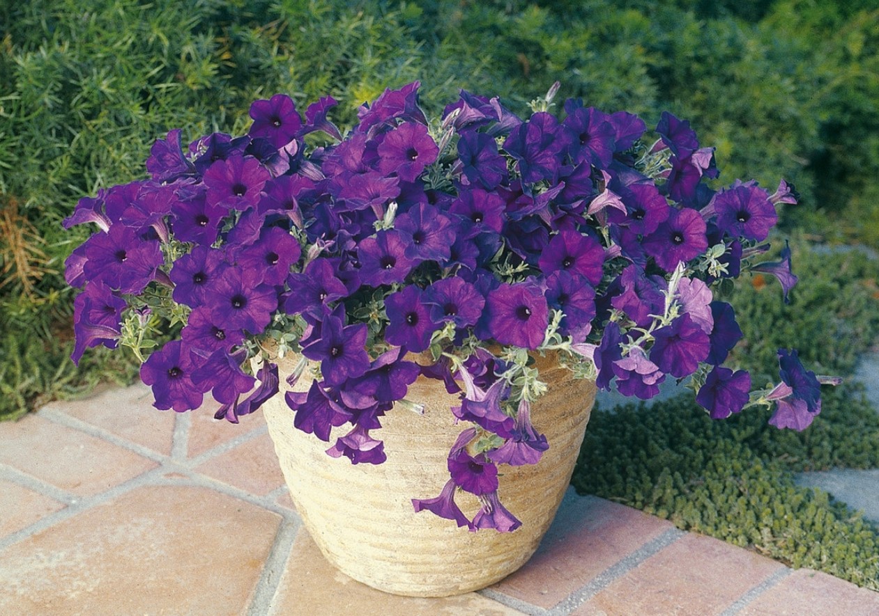 Denne bedst sælgende petunia har skabt bølger i vores haver i 30 år