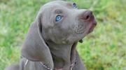 'Weimar-spøgelser': Weimaraner – jagtpartner og aktiv livsledsager
