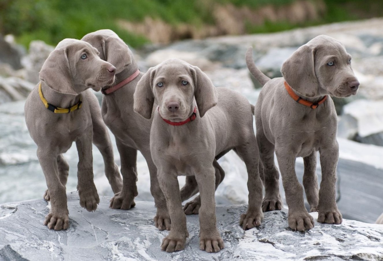 'Weimar-spøgelser': Weimaraner – jagtpartner og aktiv livsledsager