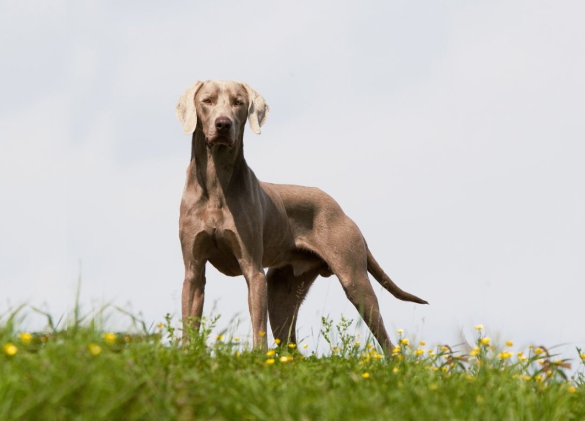 'Weimar-spøgelser': Weimaraner – jagtpartner og aktiv livsledsager