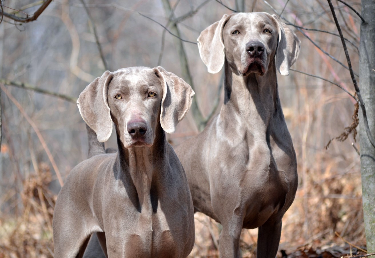 'Weimar-spøgelser': Weimaraner – jagtpartner og aktiv livsledsager