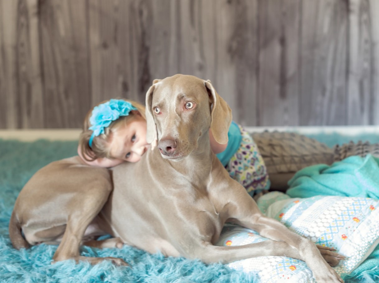 'Weimar-spøgelser': Weimaraner – jagtpartner og aktiv livsledsager