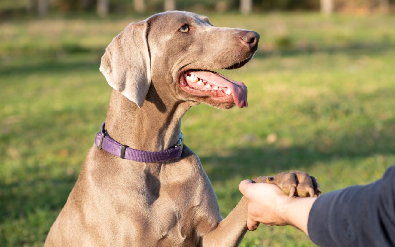 'Weimar-spøgelser': Weimaraner – jagtpartner og aktiv livsledsager