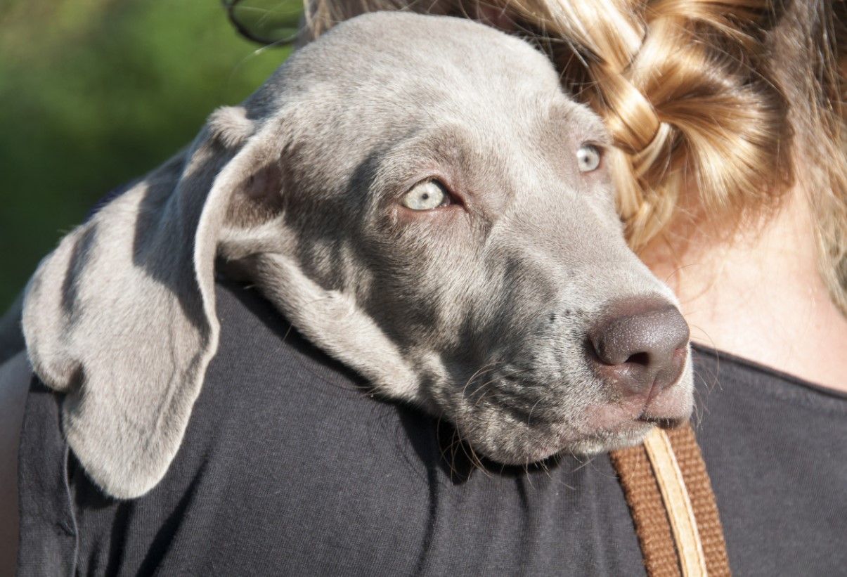 'Weimar-spøgelser': Weimaraner – jagtpartner og aktiv livsledsager