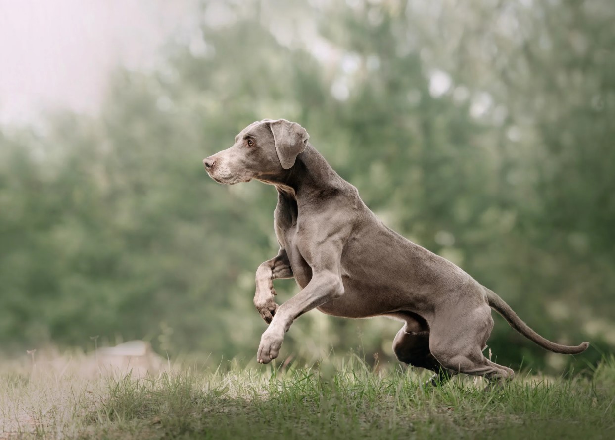 'Weimar-spøgelser': Weimaraner – jagtpartner og aktiv livsledsager