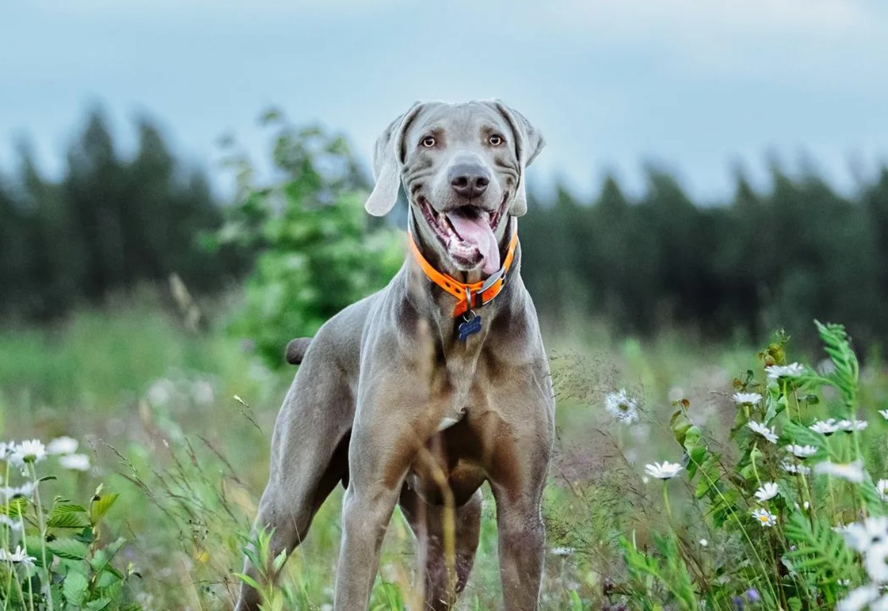 'Weimar-spøgelser': Weimaraner – jagtpartner og aktiv livsledsager