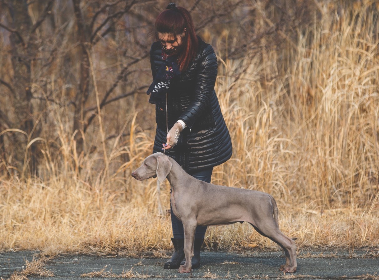 'Weimar-spøgelser': Weimaraner – jagtpartner og aktiv livsledsager