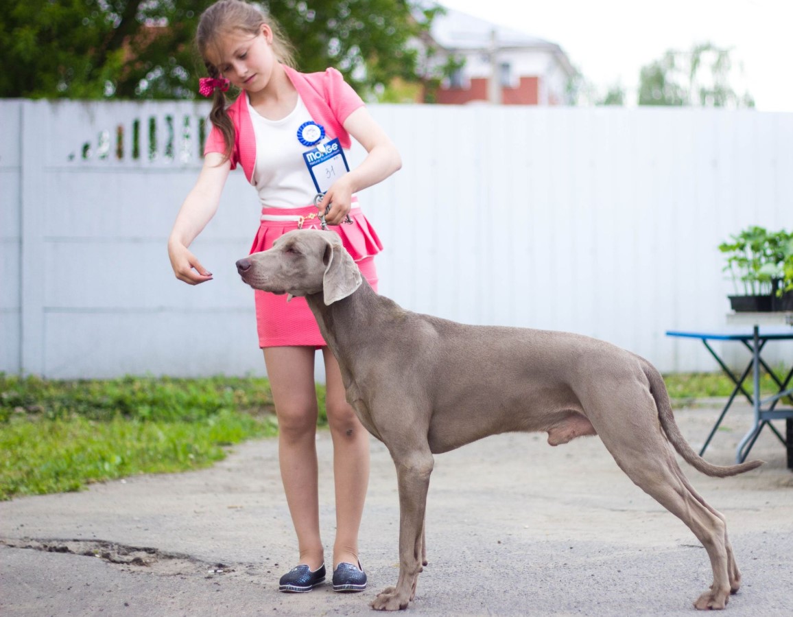 'Weimar-spøgelser': Weimaraner – jagtpartner og aktiv livsledsager