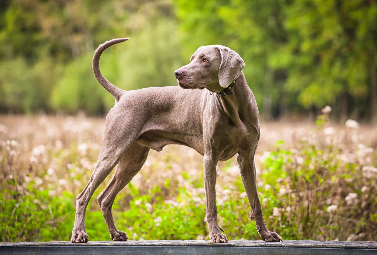 'Weimar-spøgelser': Weimaraner – jagtpartner og aktiv livsledsager