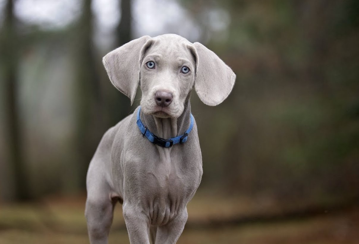 'Weimar-spøgelser': Weimaraner – jagtpartner og aktiv livsledsager
