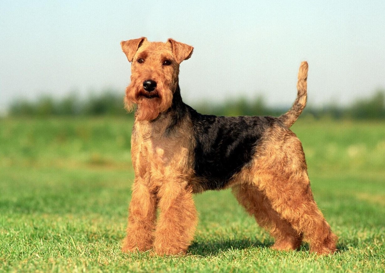 Welsh terrier