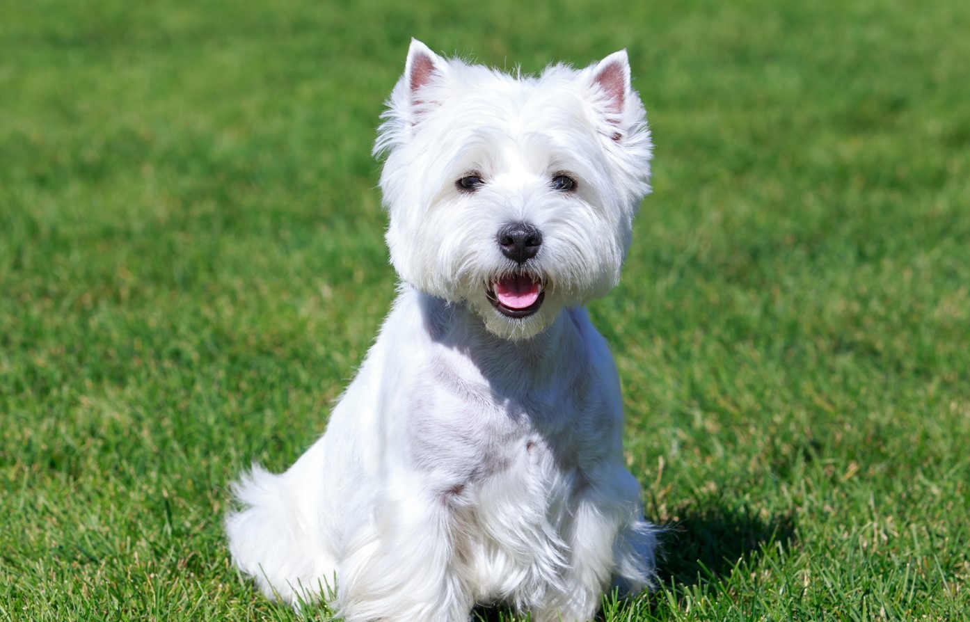 West Highland White Terrier